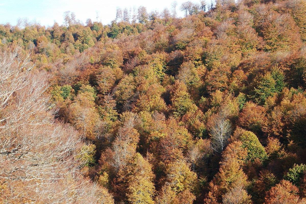 La Selva de Irati en otoño: ruta en Porsche por el Pirineo navarro